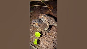 Catch funny frogs: Boing Boing Funny Frog | Funny Animals
