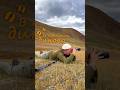 Что такое 🤨 WILD WATCHING?! #алтай #горы #монголия #непал #путешествия #путешествие #природа #реки