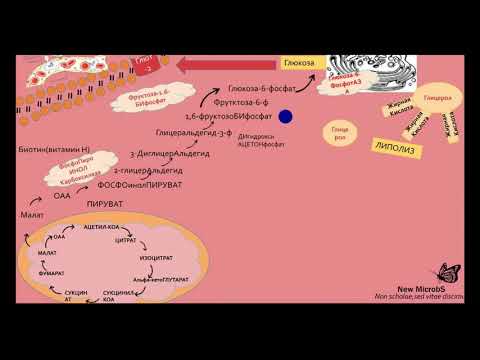 Глюконеогенез  (Часть 6)