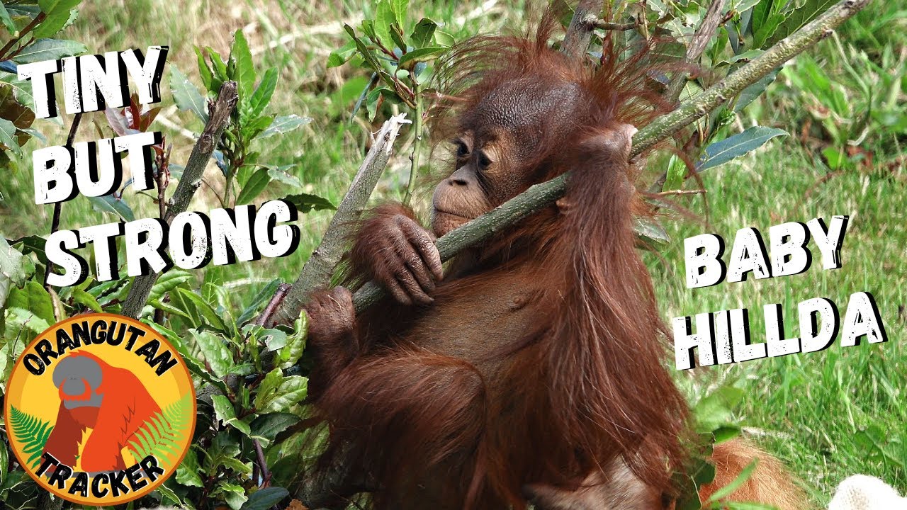 Tiny Baby Orangutan Hillda Learns To Climb