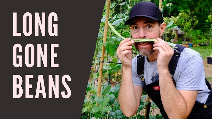 Unlock the Secrets to Growing and Enjoying Long Beans