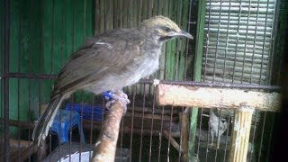Top Hits - Burung Cucak Rawa Gacor Hebat