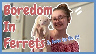 Fixing BOREDOM in Ferrets? | Pazuandfriends