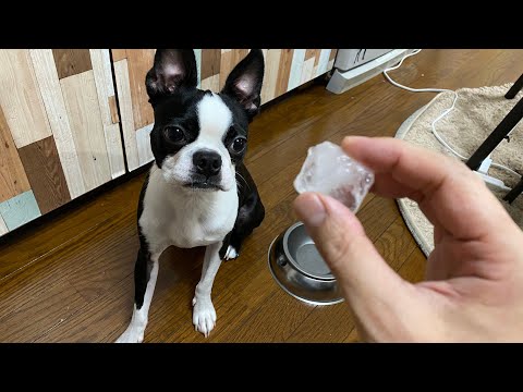 犬は氷を食べて頭がキーン となるのか Youtube 犬は氷を食べて頭がキーン となるのか Youtube
