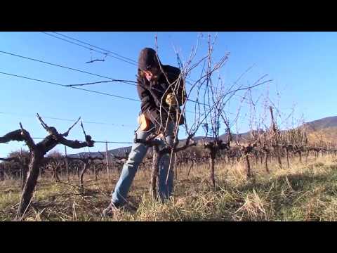 ელექტრო სეკატორი Vinion 150 ვაზისთვის და Prunion ხეხილის ბაღისთვის