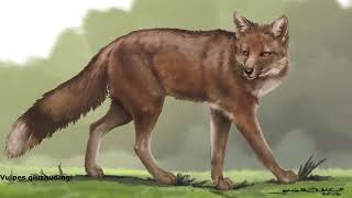 Download Lagu Fantastic Mr. Fox: Exploring the Early Evolution of Canines MP3 Download Lagu Fantastic Mr. Fox: Exploring the Early Evolution of Canines MP3