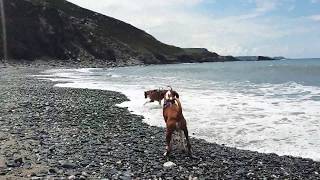 Private Beach for the Boxer Dogs #lovelife #laylatheboxerdog