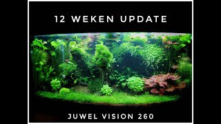 Juwel Vision 260 12 Weeks Update