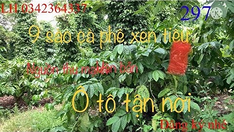 ( đã bán)Cần bán 9 sào cà phê xen tiêu nguồn thu mạnh cách đường tránh 200m Zalo 0342364337