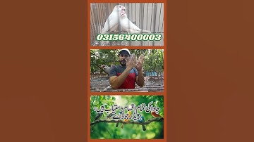 Fawn Sparrow Breeding tips , Java Sparrow , Java Finch , White Java , Silver Java