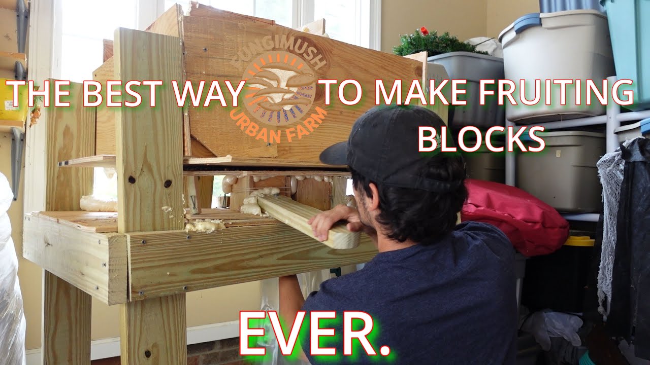 Mastering Mushrooms: Perfect Mushroom Fruiting Blocks