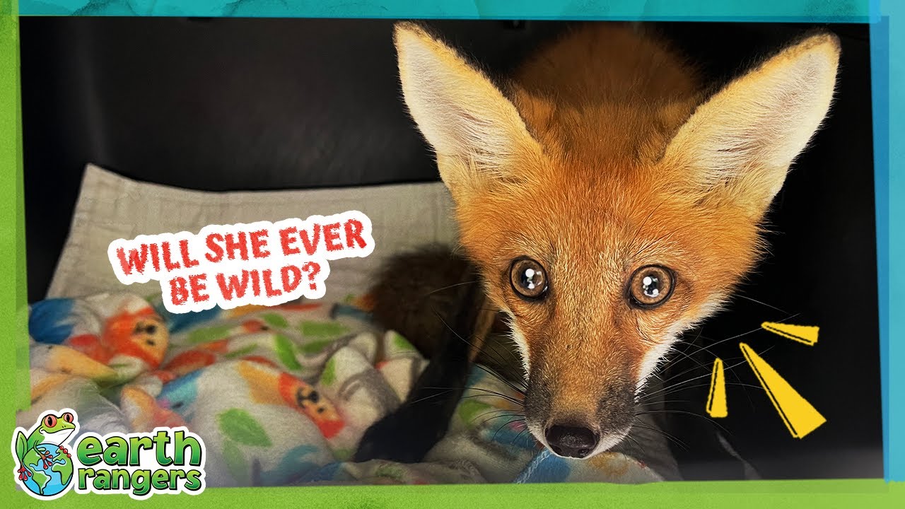 Watch This Baby Fox Grow Big and Turn Red! | Earth Rangers - YouTube