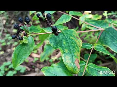 გასეირნება  მტირალას ეროვნულ პარკში