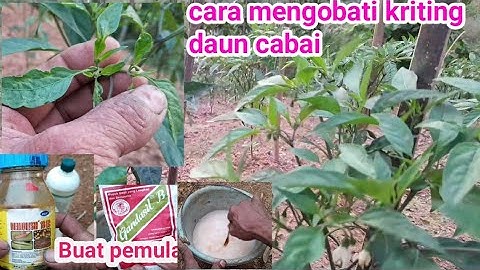 cara mengobati daun keriting
