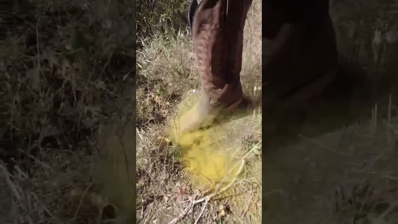 Popping Tiny Puffball Mushrooms 🍄🍄