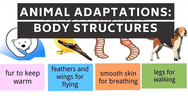 Animal Adaptations | Body Parts of Animals for Survival | Science Videos for Kids