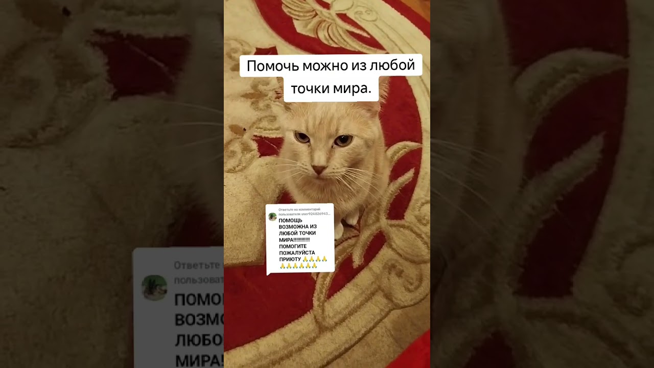 #помощьбездомным