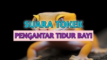 Cận Cảnh Rõ Nét Con Tắc Kè - Hình Ảnh Và Tiếng Tắc Kè Kêu - Picture And Sound Of Tokay Gecko #12