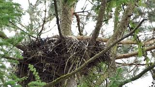 Jonge oehoe's op nest. Locatie blijft onbekend