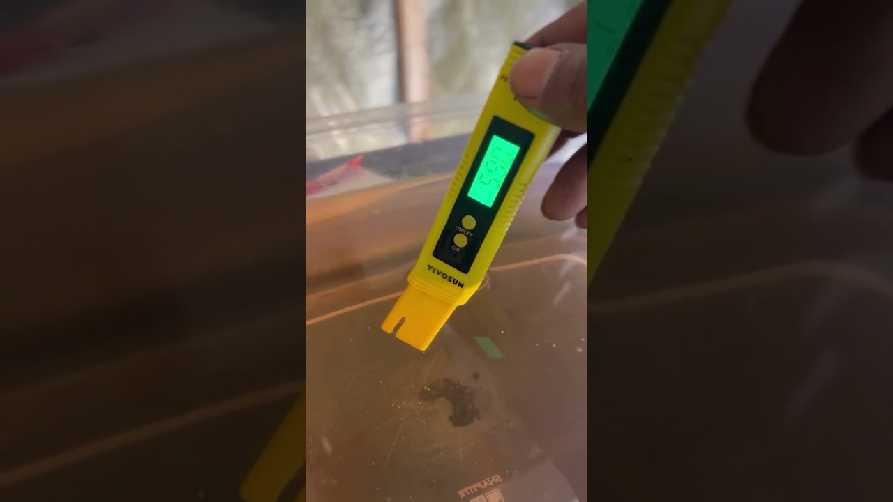 wats_indagreenbean - Quick look at the garden @showcase_organics thanks for the beans @tnbnaturals