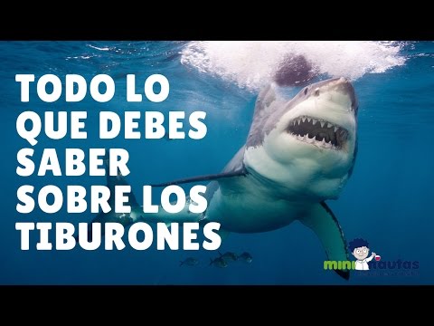 Video: ¿Los tiburones iridiscentes tienen dientes?
