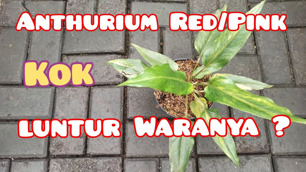 Anthurium Red / Pink Auto luntur di dataran rendah dan cuaca panas #tanamanhias #anthurium #vlog2021