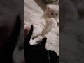تحدي مين يفوز سويده والا شموسه اهميه Cat اكسبلور اعتني Kitten 