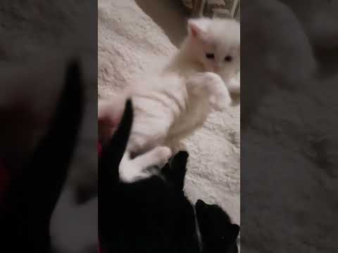تحدي مين يفوز سويده والا شموسه اهميه Cat اكسبلور اعتني Kitten 