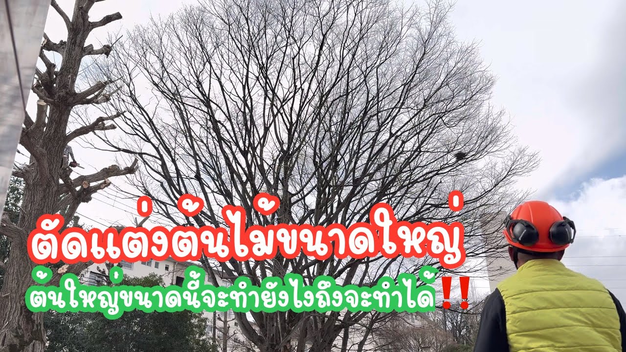 เห็นต้นไม้แล้วถอดใจเลยใหญ่มาก ใช้ความสามารถจริงๆมาลุยกันเถอะ