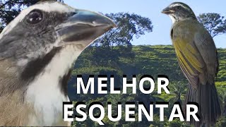 ESQUENTAR TRINCA FERRO FRIO 🟢FAÇA O TESTE TRINCA FERRO NO MATO O MELHOR VÍDEO PARA ESQUENTAR TRINCA🟢