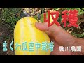 まくわ瓜空中栽培収穫　目指せ100品目　邑南町　駒川農園　21.8.9