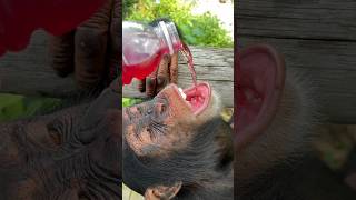 Chimpanzee Boy Loves His Juice! #Monkey