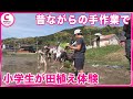 【小学生が田植え体験】  昔ながらの手作業で 三重・紀宝町