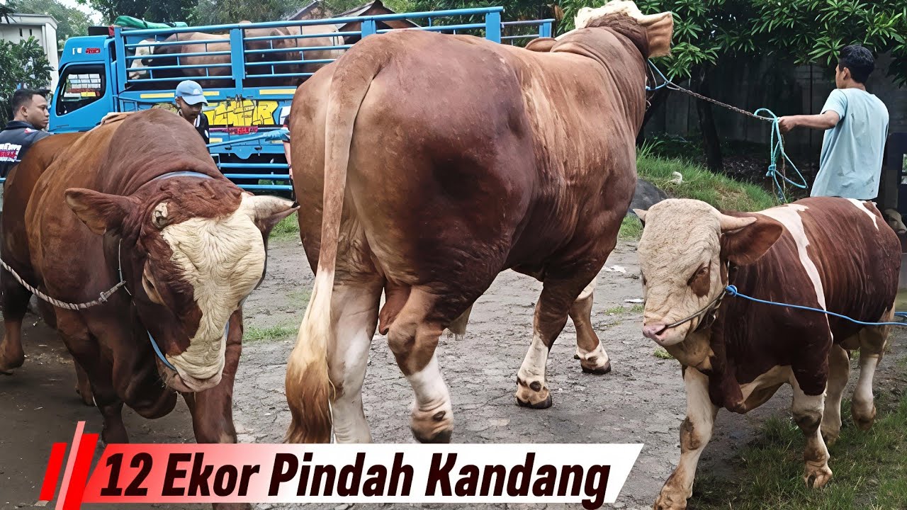 SAPI TERBESAR & TERMAHAL 76FARM NAIK TRUK SBK, Sapi Viral Pada Masanya‼️