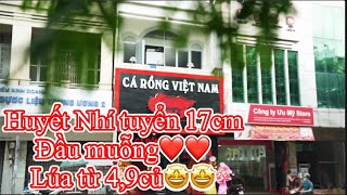 HUYẾT NHÍ 17cm tuyển ĐẦU MUỖNG - LÚA TỪ 4,9củ - CÁ RỒNG VIỆT NAM AROWANA