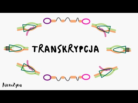 Wideo: W jakim kierunku transluje RNA?