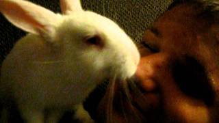 Face Licking Albino Rabbit