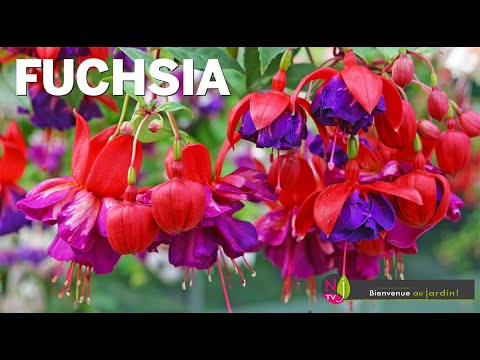 FUCHSIA : HISTOIRE, LITTÉRATURE, BOTANIQUE, ANECDOTES SUR LA PLANTE SURNOMMÉE LE BUISSON DE BEAUTÉ