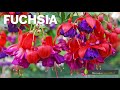 Fuchsia  histoire littrature botanique anecdotes sur la plante surnomme le buisson de beaut