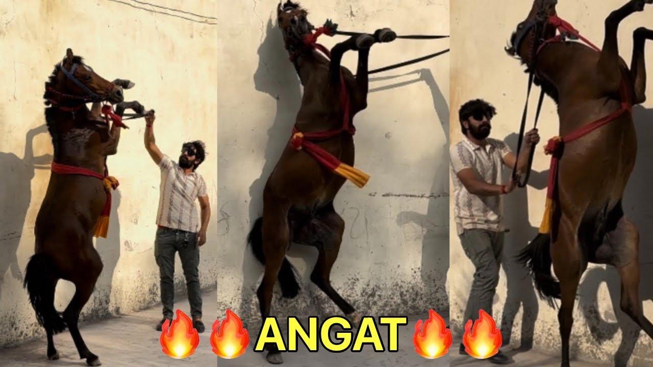 15Din ke bad GHODE ko training ke liye leke gaye🔥