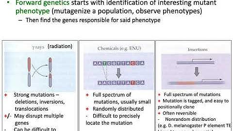 MCB 182 Lecture 4.1 - Forward genetics
