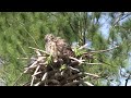 Great Horned Owl