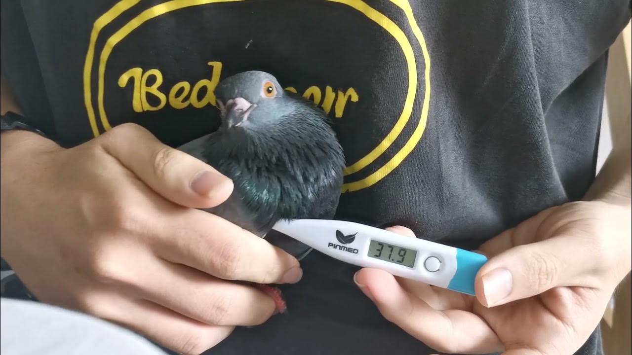 Measuring Bird Body Temperature YouTube
