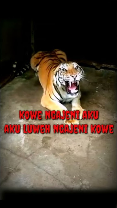 story wa//dj.make it bun dem slowww