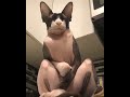 Сфинксы Кошки -  Клоуны по Жизни.  Смешные кошки.  Видео про кошек и про котов