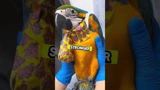 We Rescued a Dying Macaw But It Came Back Every Day! 🤯💯 #shorts