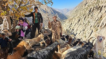 Real Nomad Family Migration: A Dangerous Journey from Frozen Mountains to Warm Plains