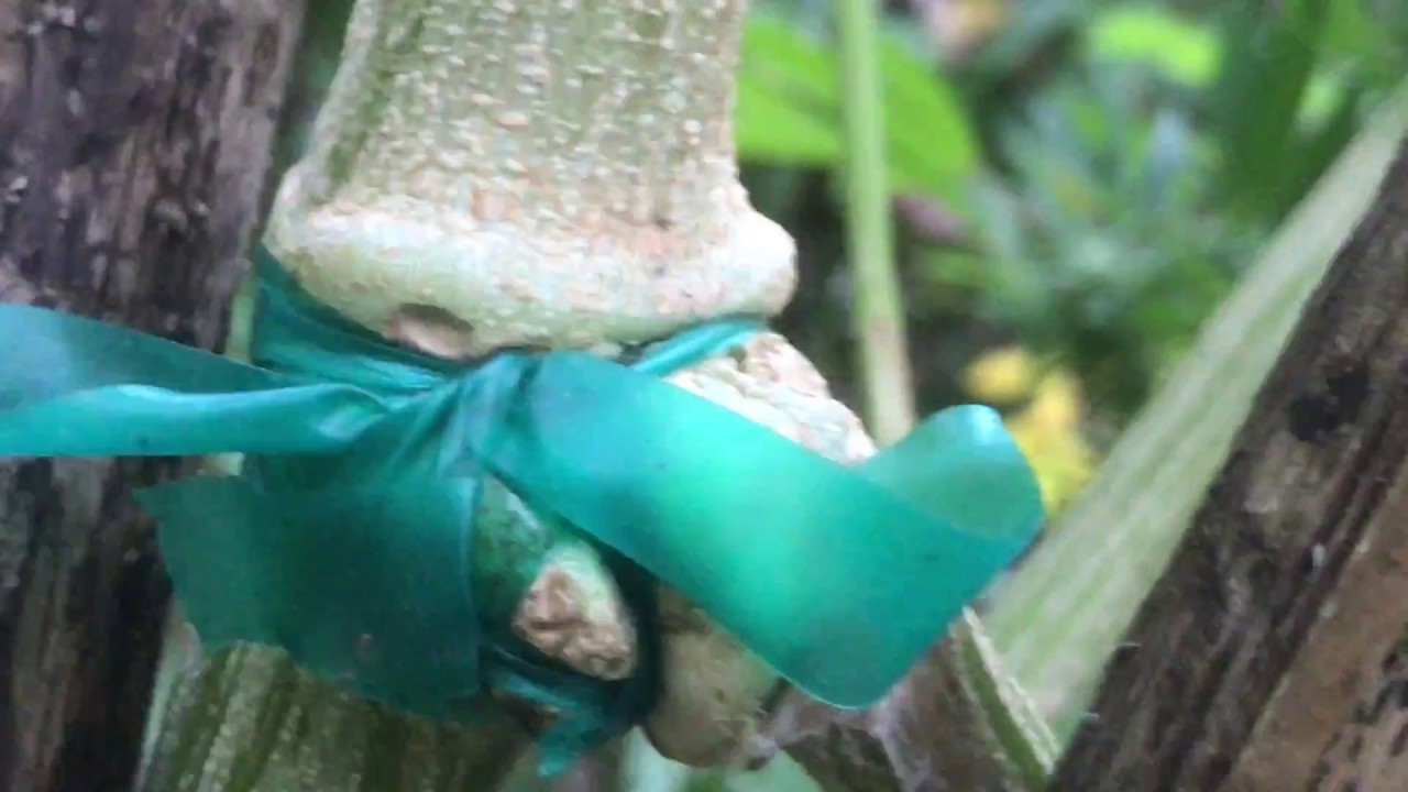 White Siberian Cannabis Grow September 23 2017