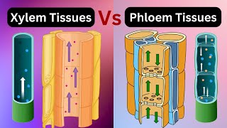 Xylem vs phloem tissues || xylem vs phloem|| Vascular bundles|| Biology