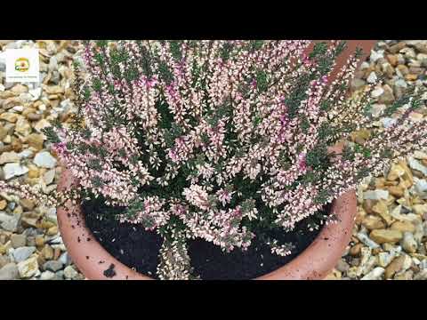 วีดีโอ: Winter Heather Varieties – วิธีการปลูก Heather ที่ดอกไม้ในฤดูหนาว